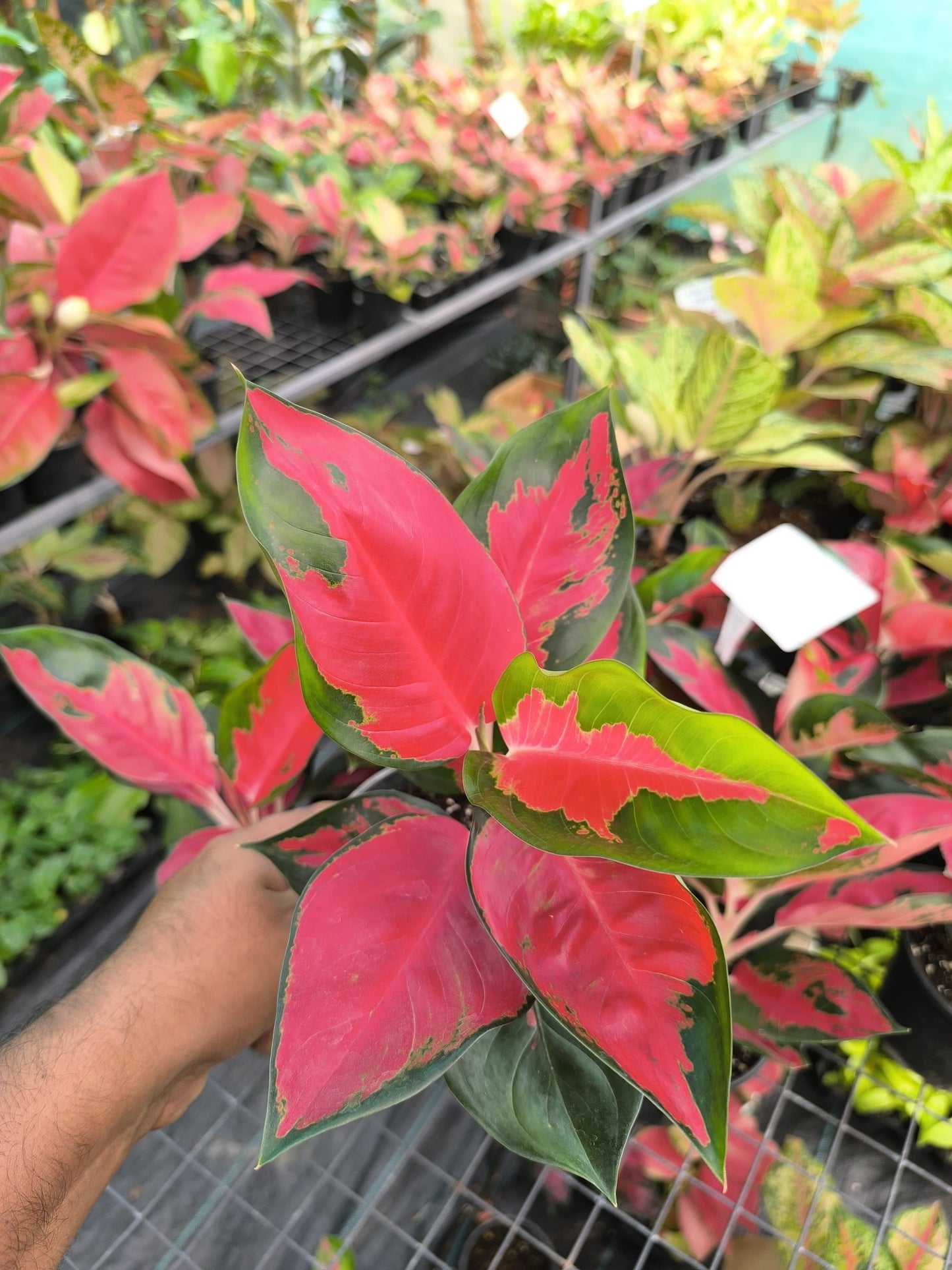 Aglaonema Thai Red Tiger