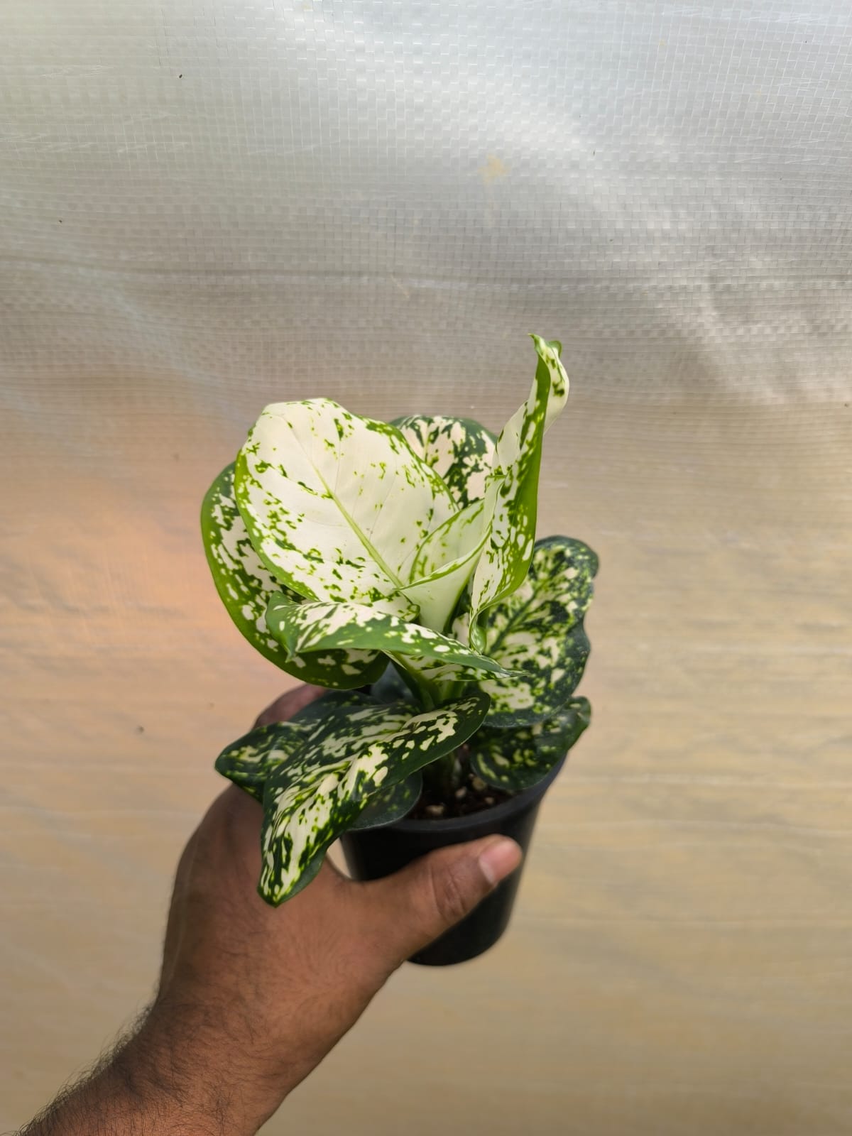 Aglaonema White Anjuman