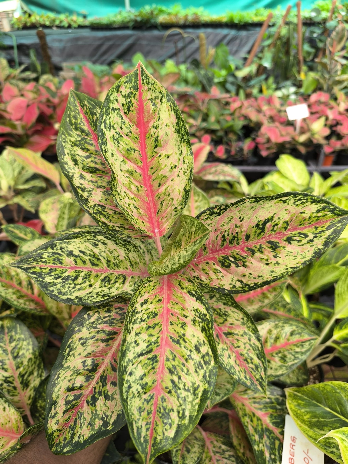 Aglaonema 10 Karat