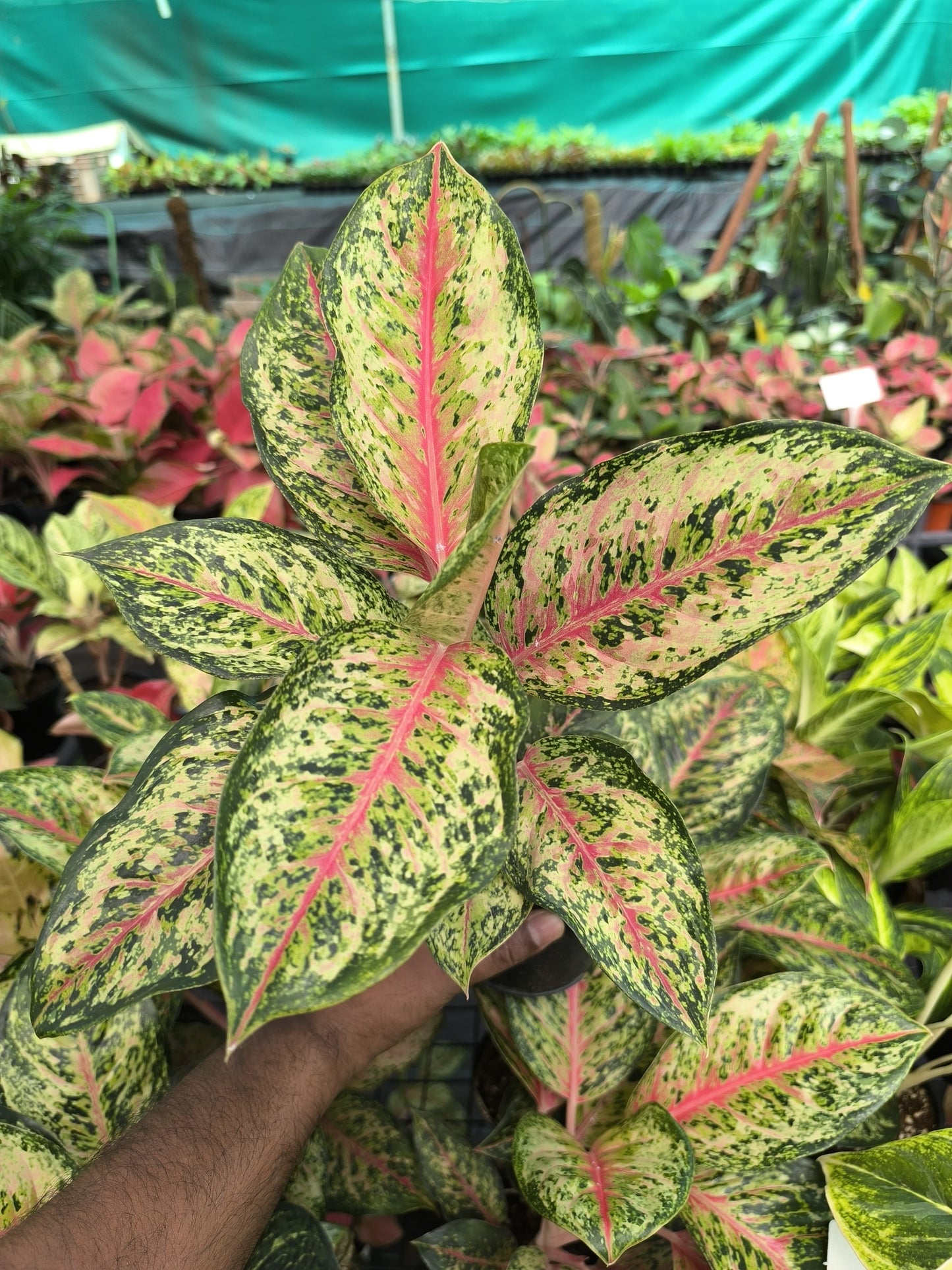 Aglaonema 10 Karat