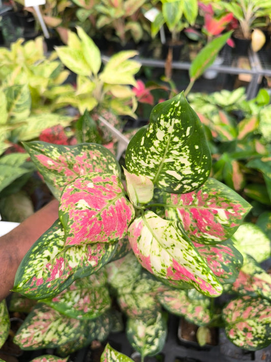 Aglaonema Tricolour