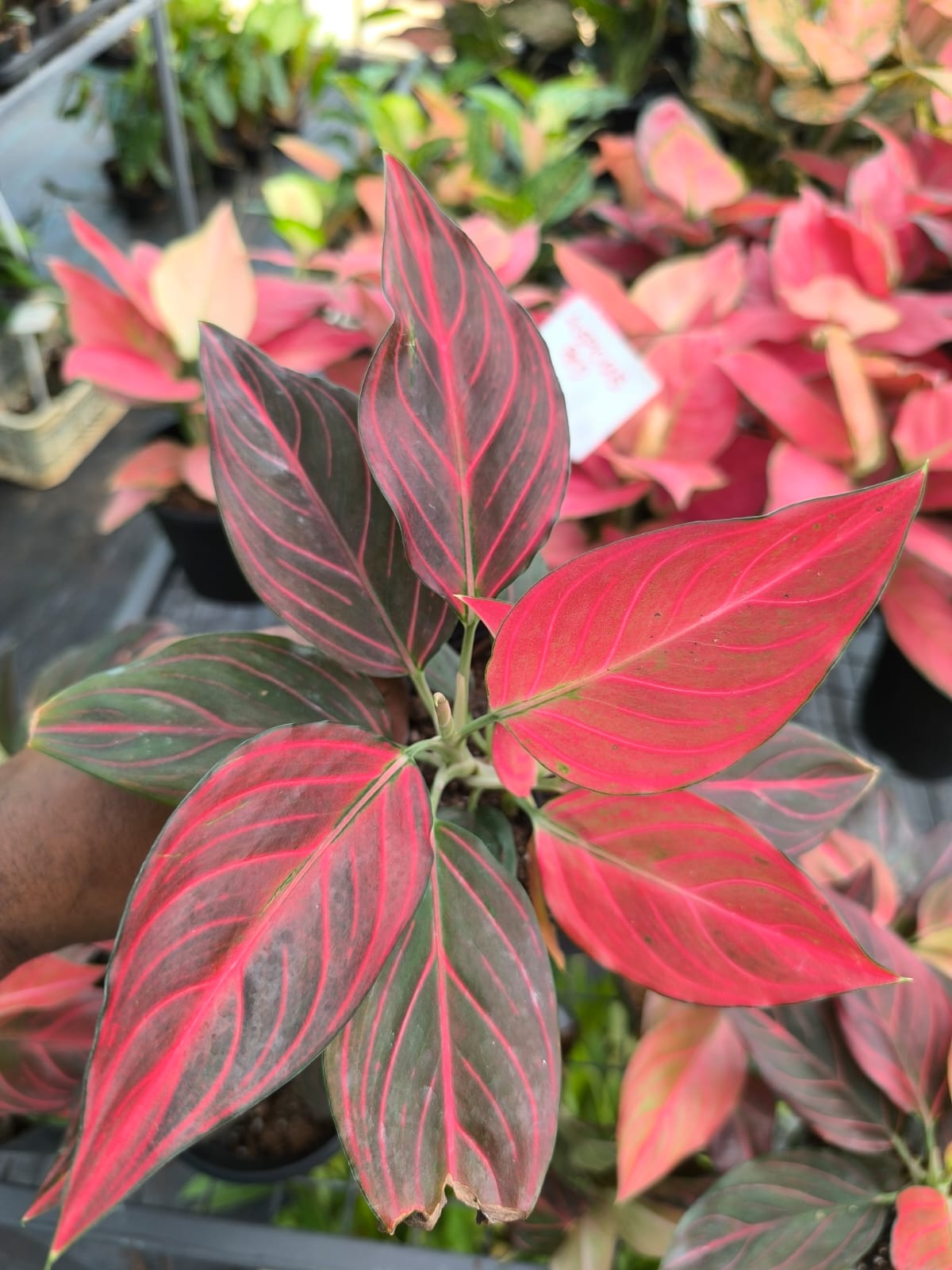 Aglaonema Red Vein