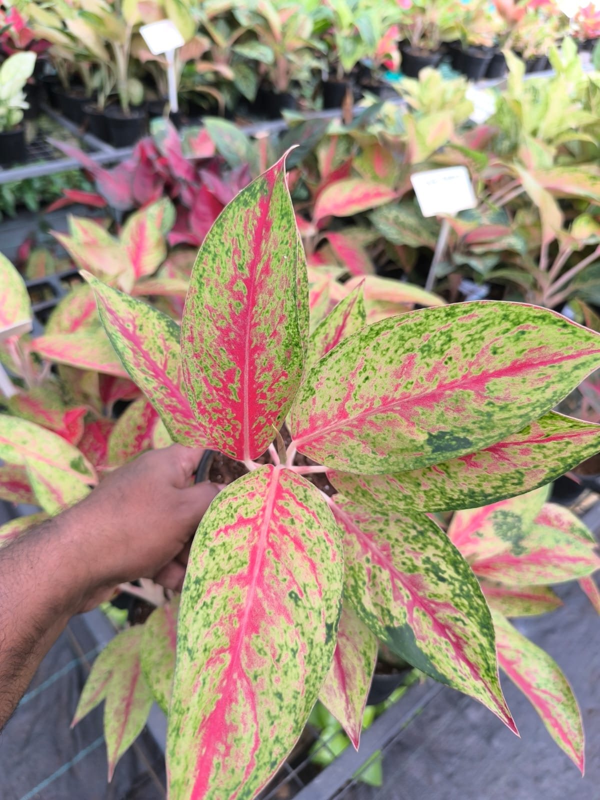 Aglaonema Fire Red