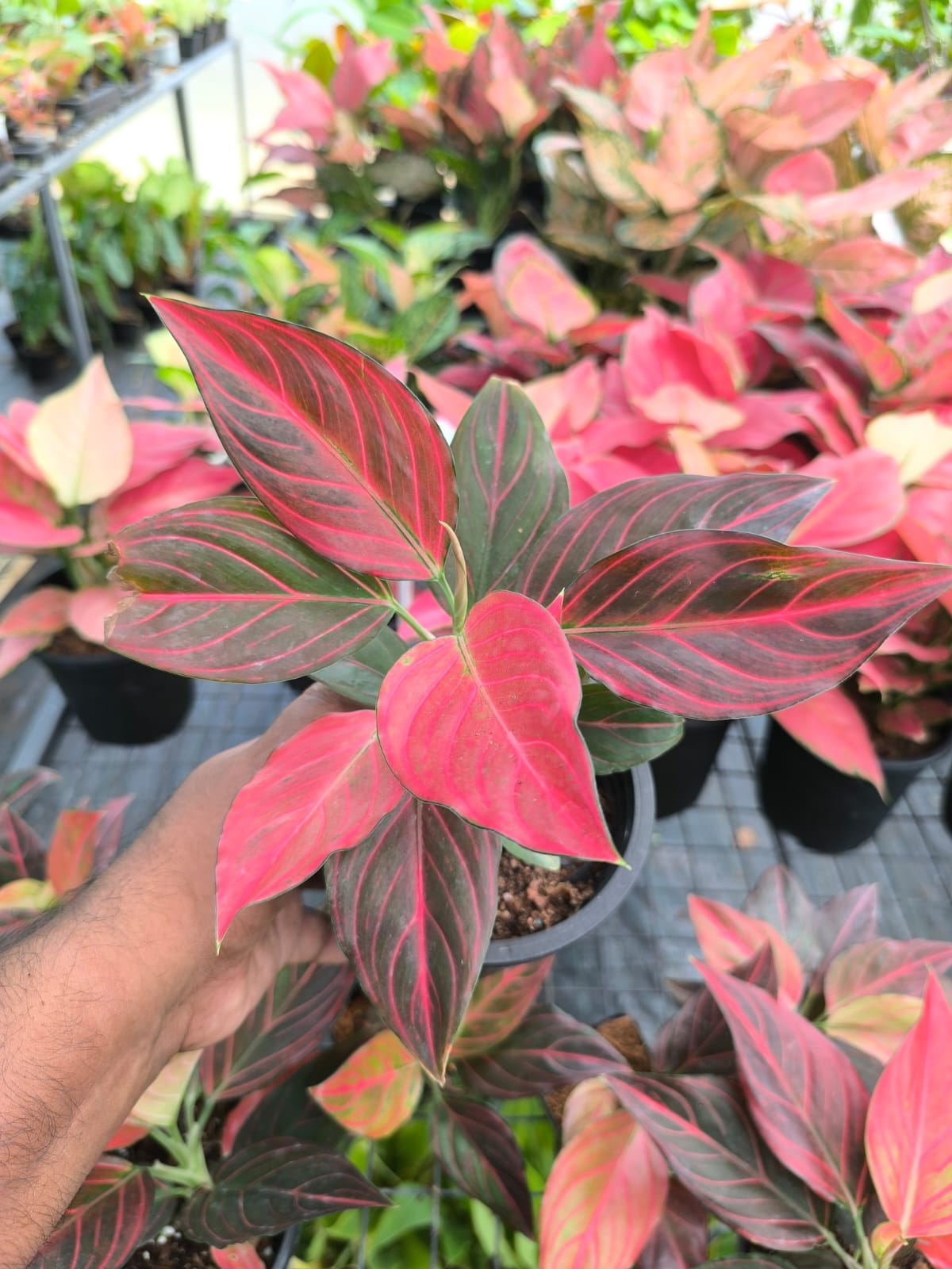 Aglaonema Red Vein