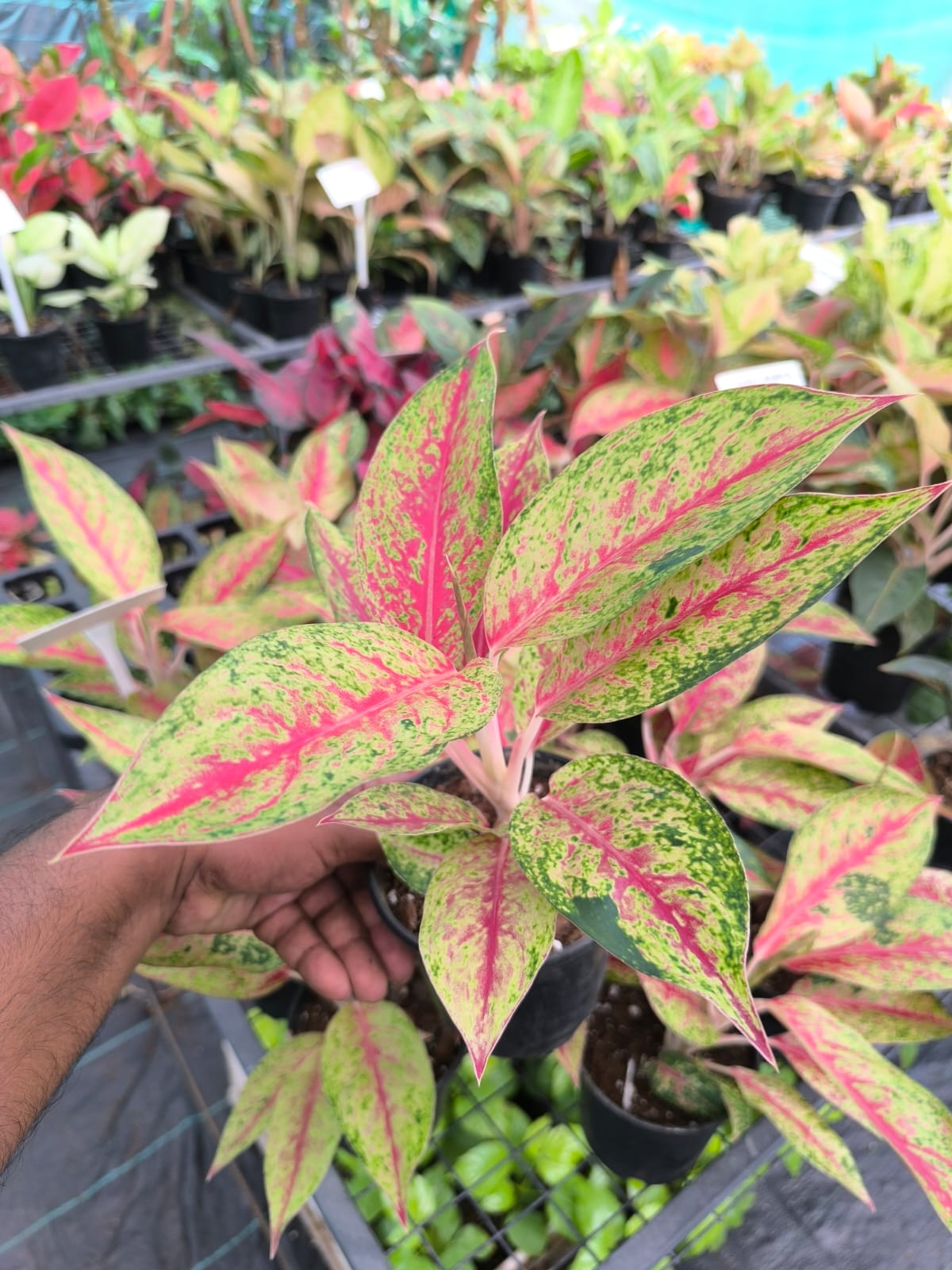 Aglaonema Fire Red