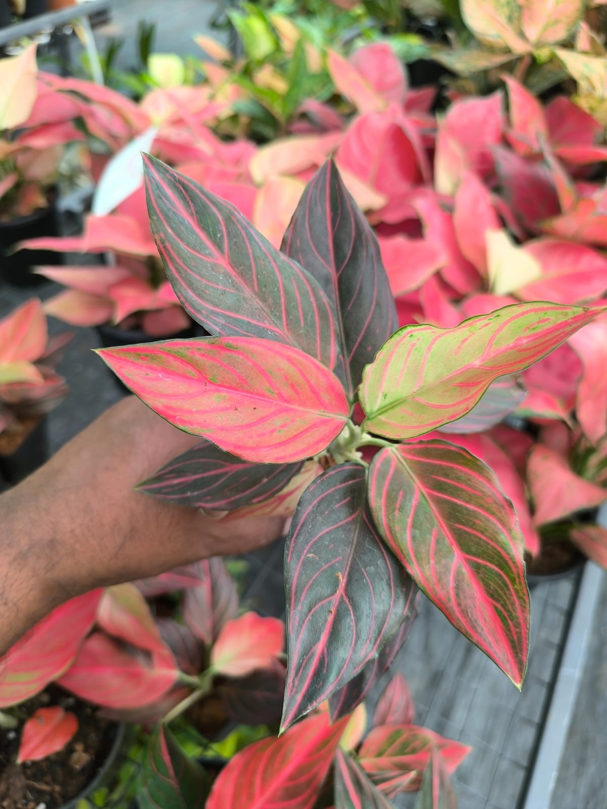 Aglaonema Red Vein