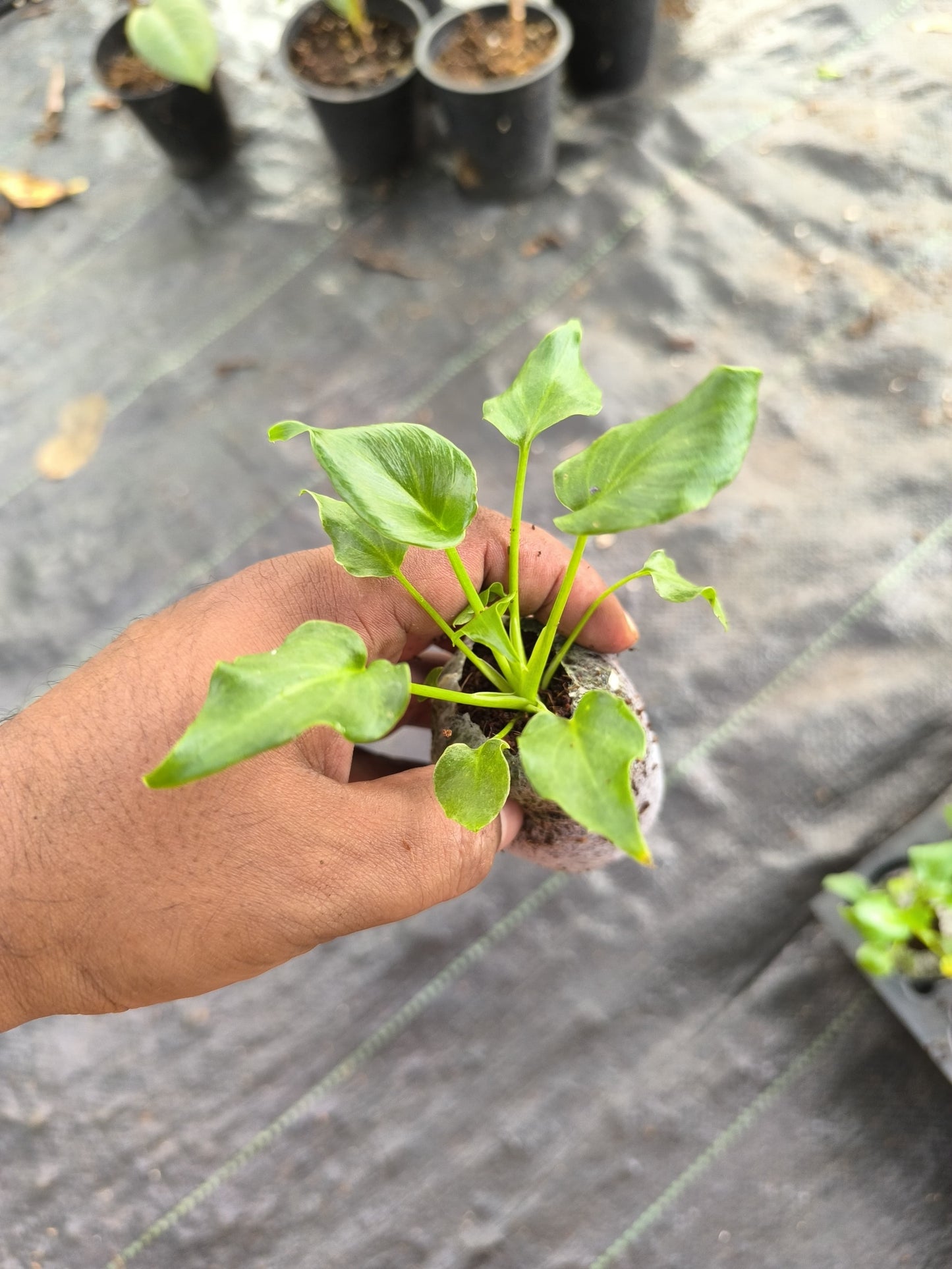 Rainforest Jewels 4-in-1 Combo Juvenile Plants Set