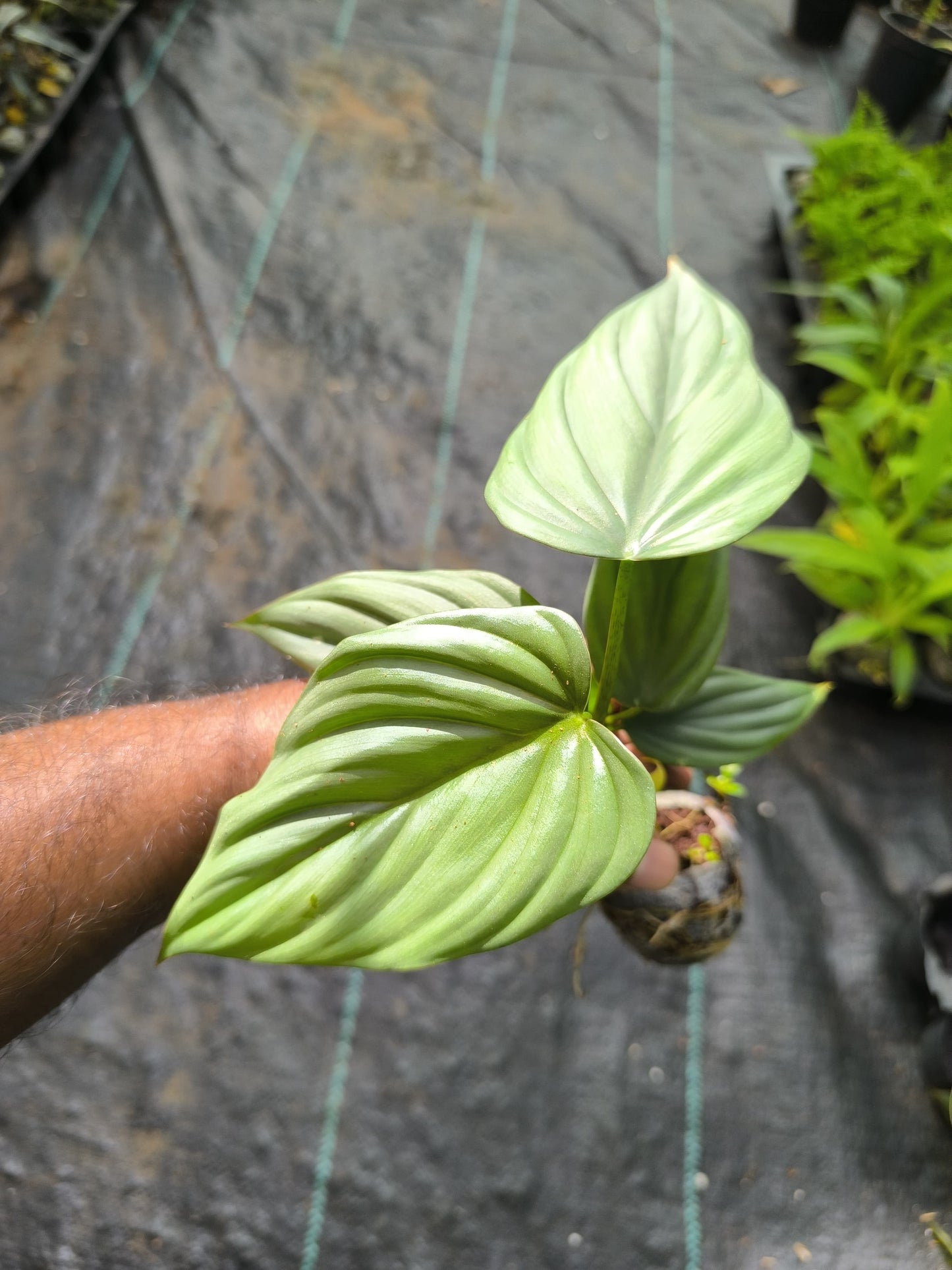 Variegated Treasures 8-in-1 Combo Juvenile Plants Set