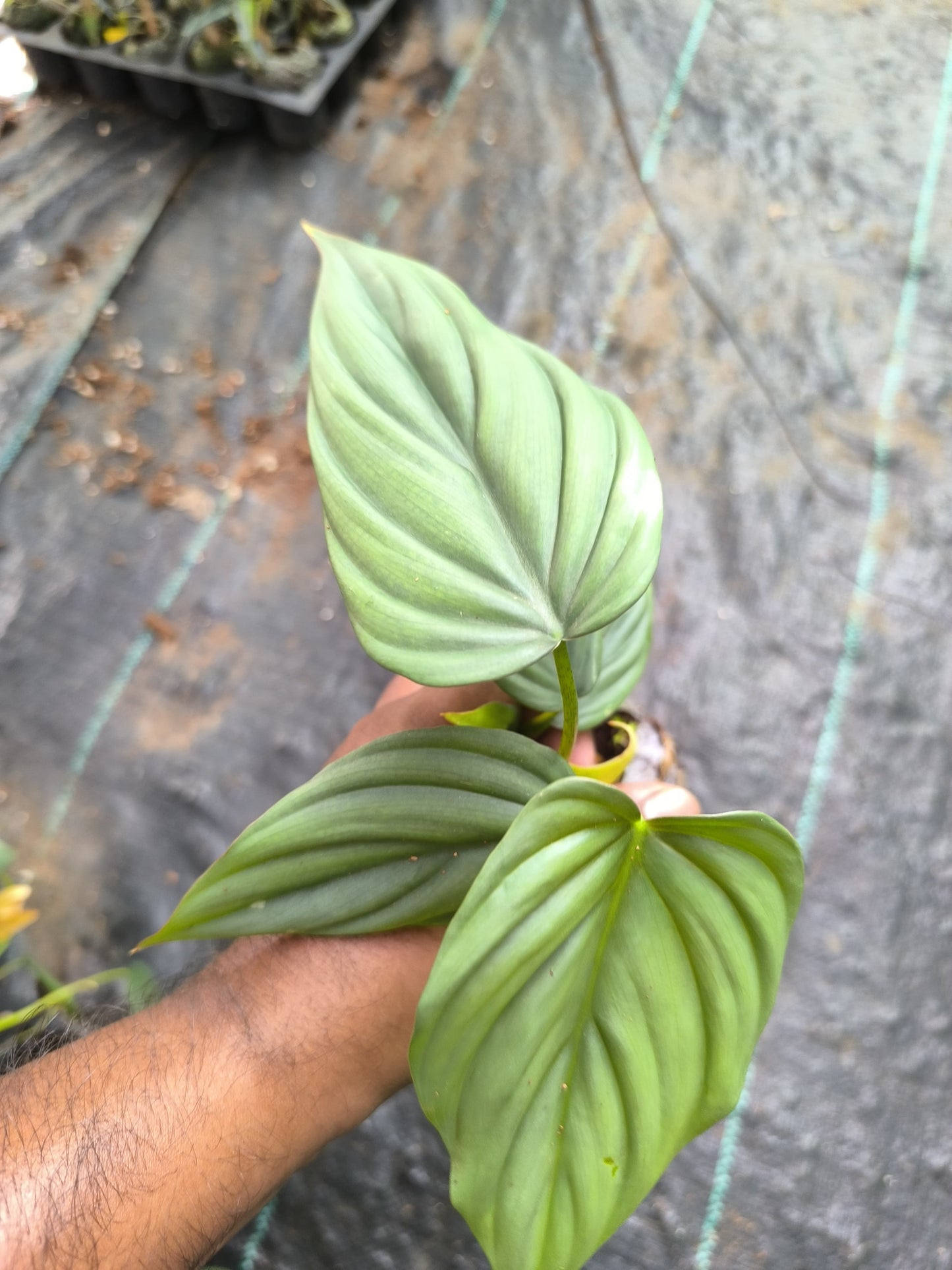 Variegated Treasures 8-in-1 Combo Juvenile Plants Set