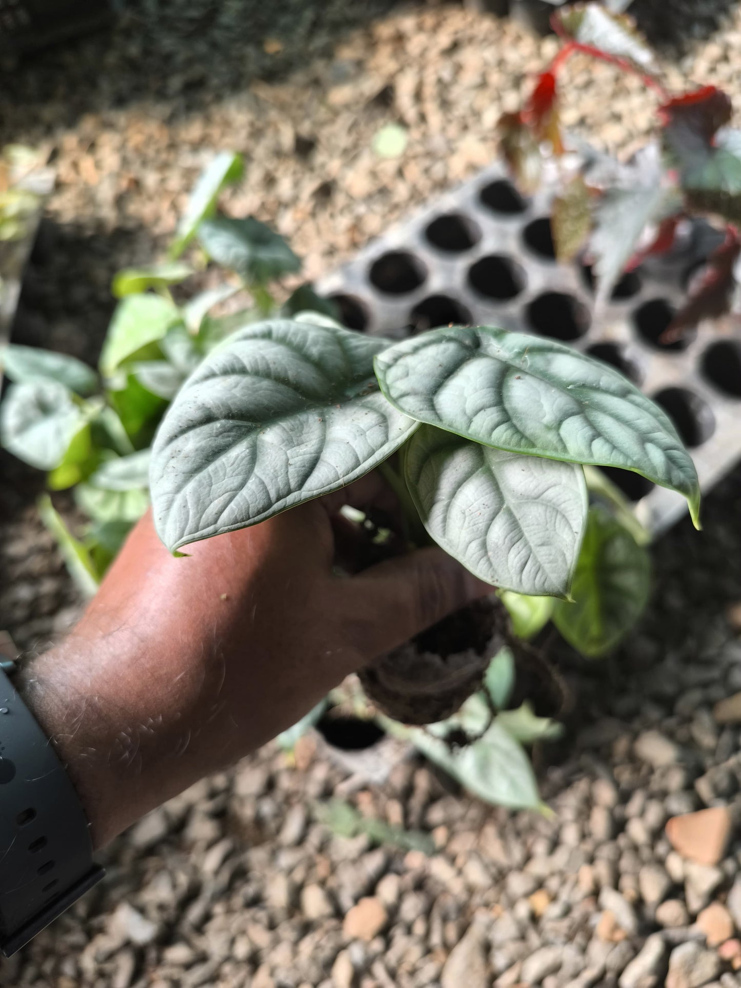 Alocasia 8-in-1 Combo Juvenile Plants Set