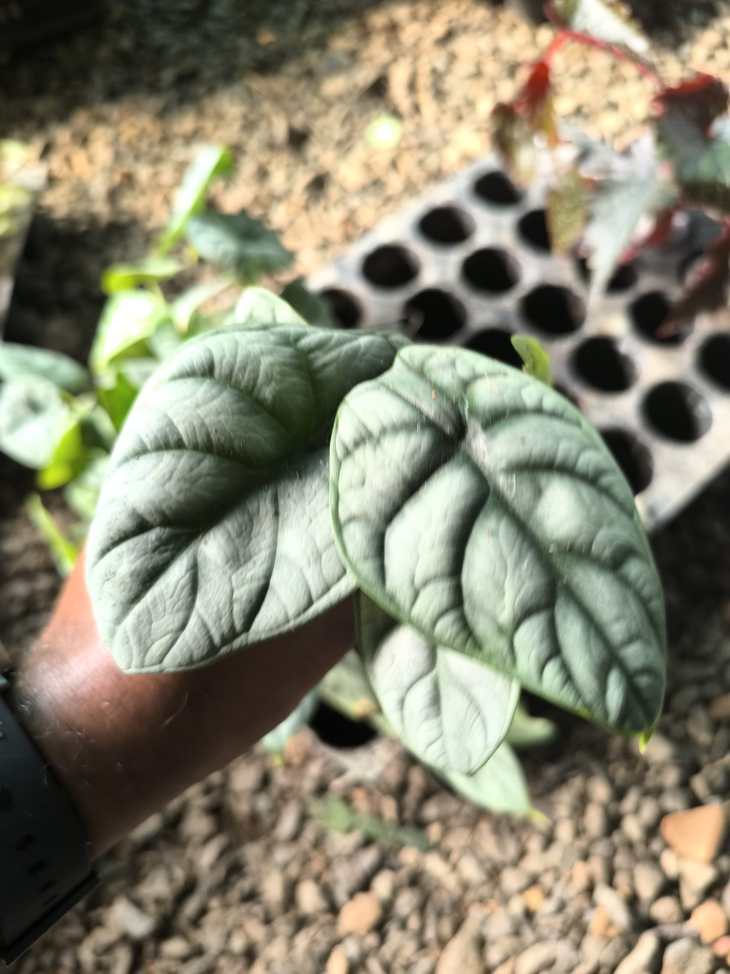 Alocasia 8-in-1 Combo Juvenile Plants Set