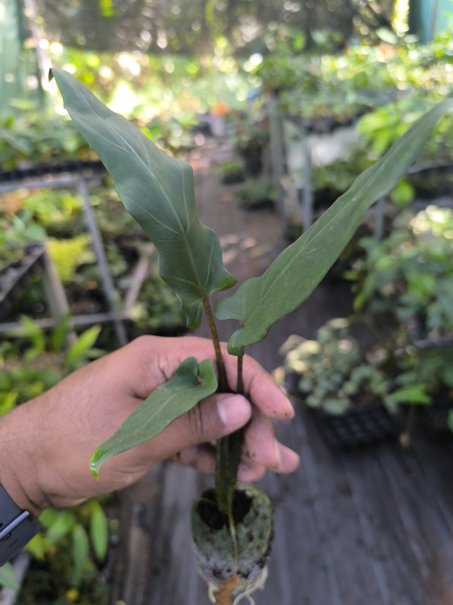 Alocasia 8-in-1 Combo Juvenile Plants Set