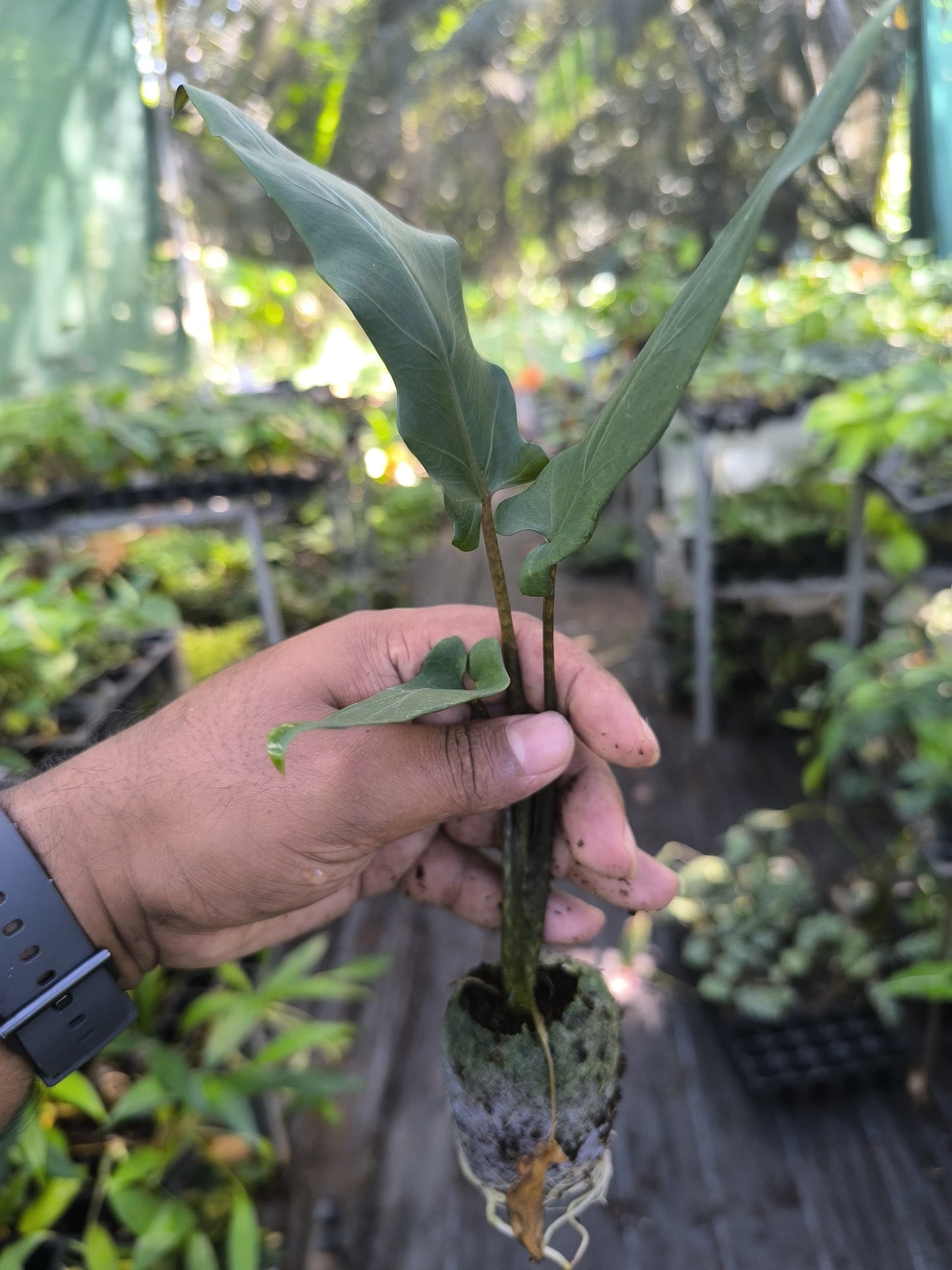 Alocasia 8-in-1 Combo Juvenile Plants Set