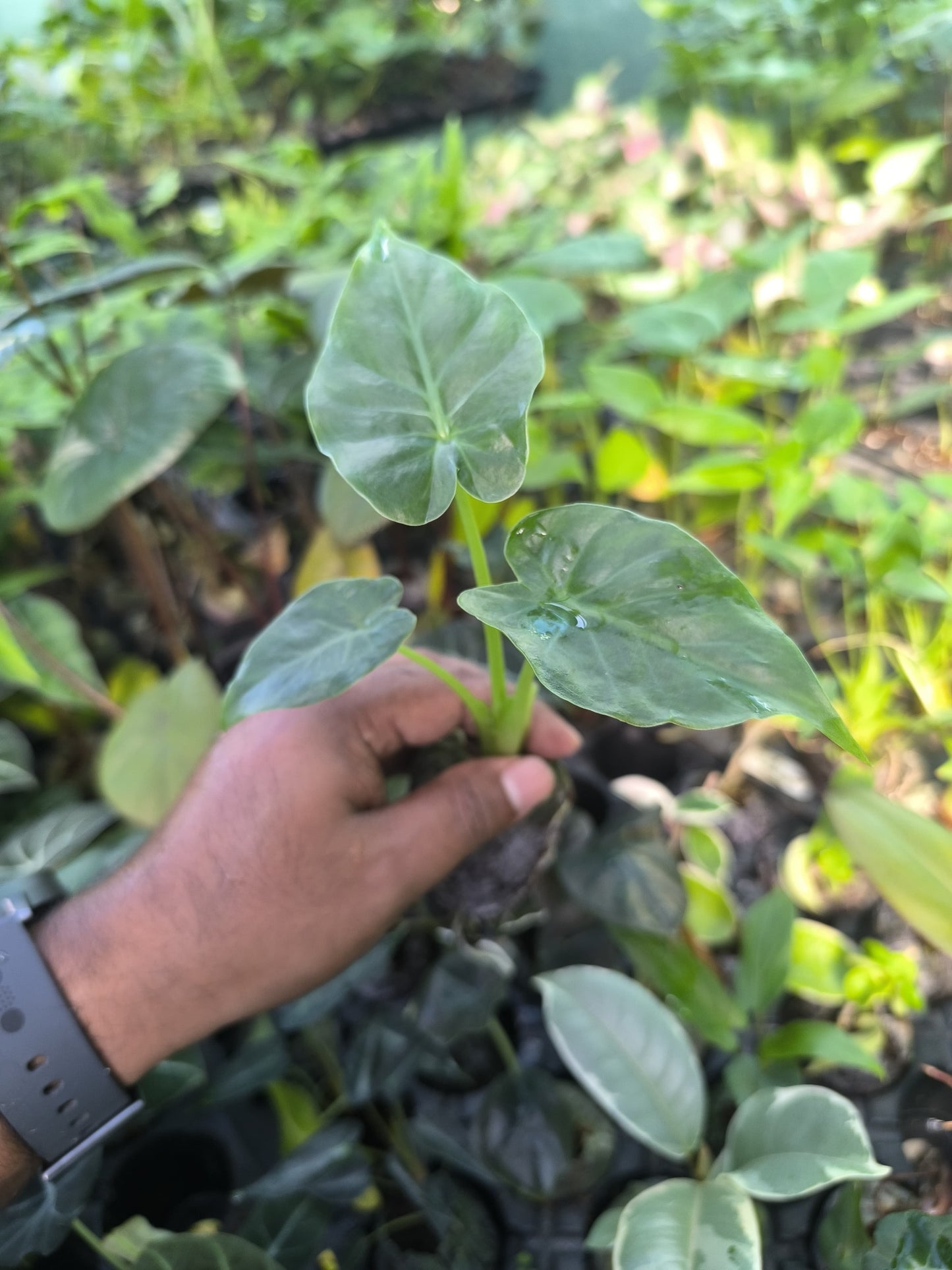 Alocasia 8-in-1 Combo Juvenile Plants Set