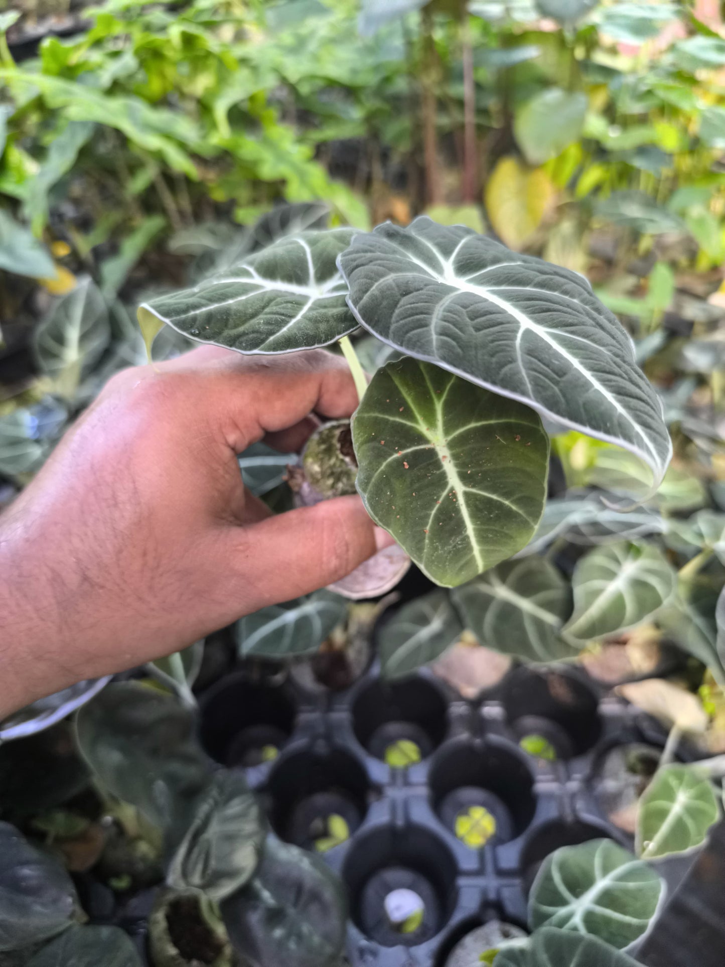 Alocasia 8-in-1 Combo Juvenile Plants Set