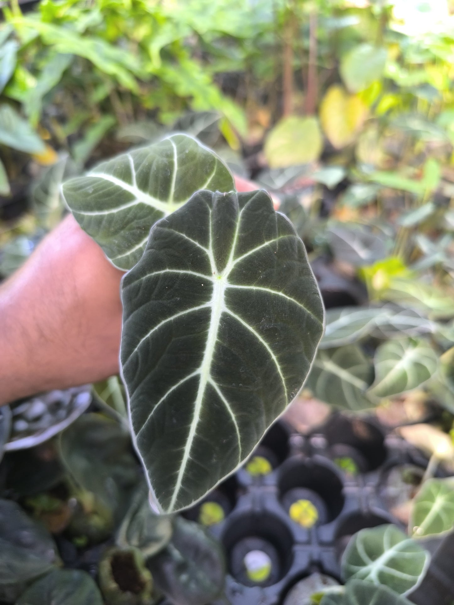 Alocasia 8-in-1 Combo Juvenile Plants Set