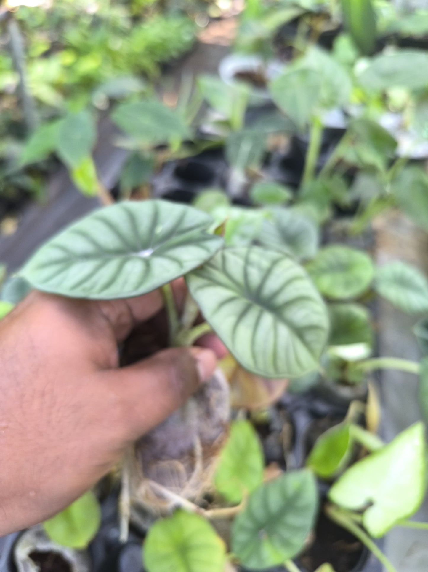 Alocasia 8-in-1 Combo Juvenile Plants Set