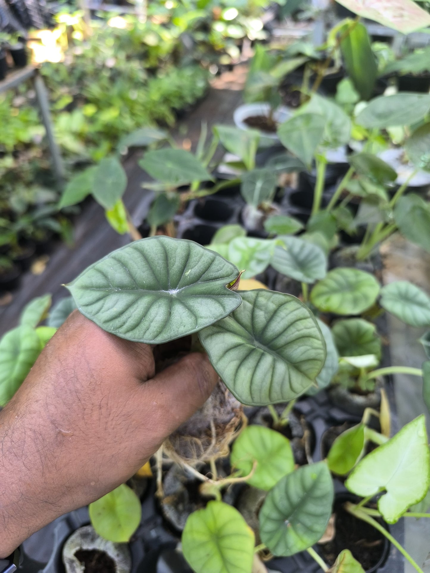 Alocasia 8-in-1 Combo Juvenile Plants Set