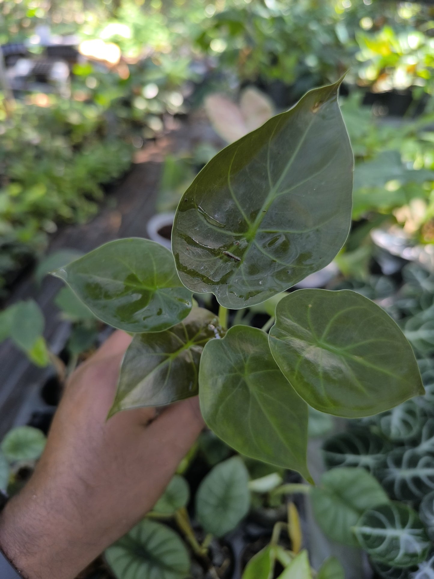 Alocasia 8-in-1 Combo Juvenile Plants Set