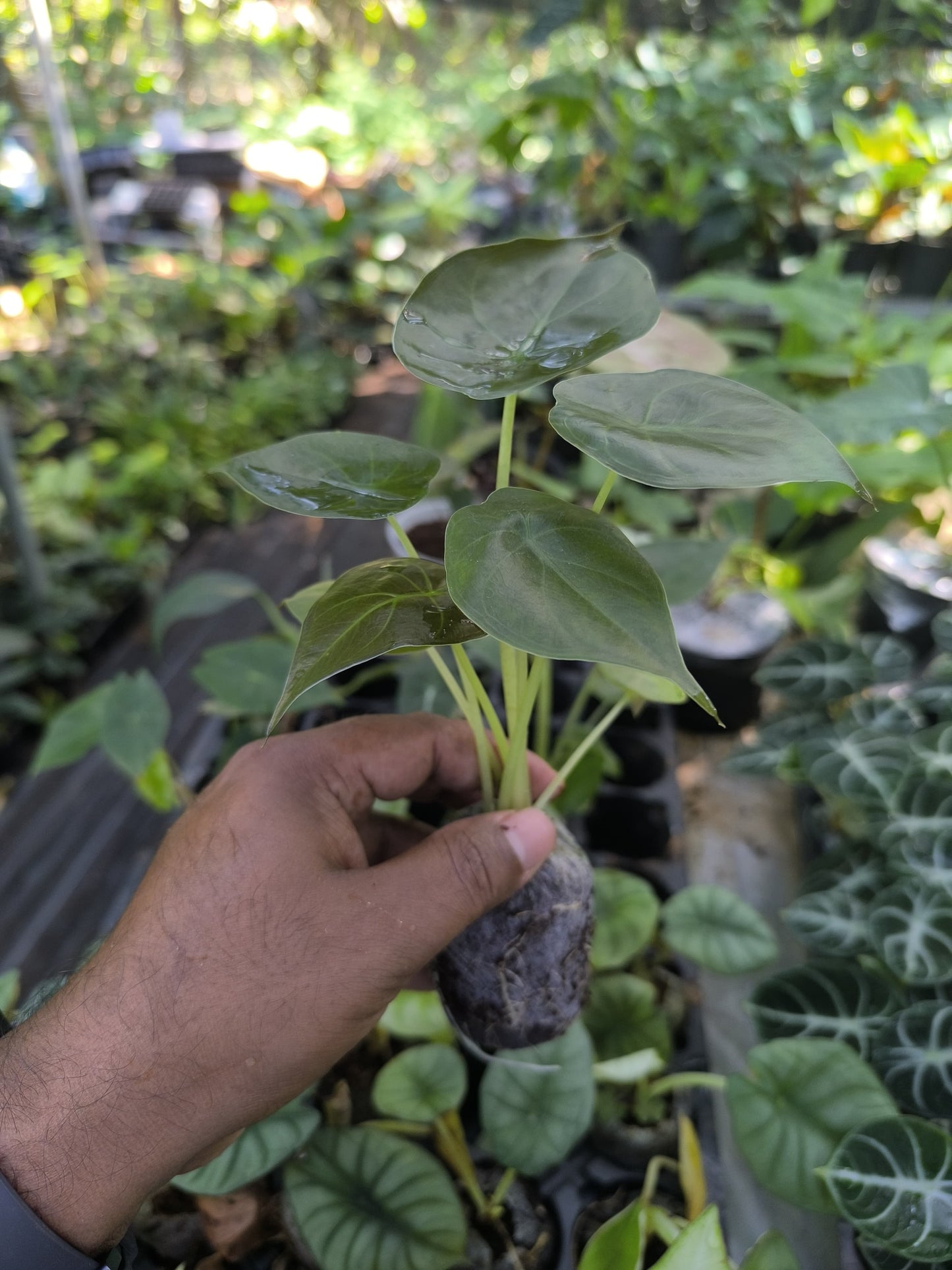 Alocasia 8-in-1 Combo Juvenile Plants Set