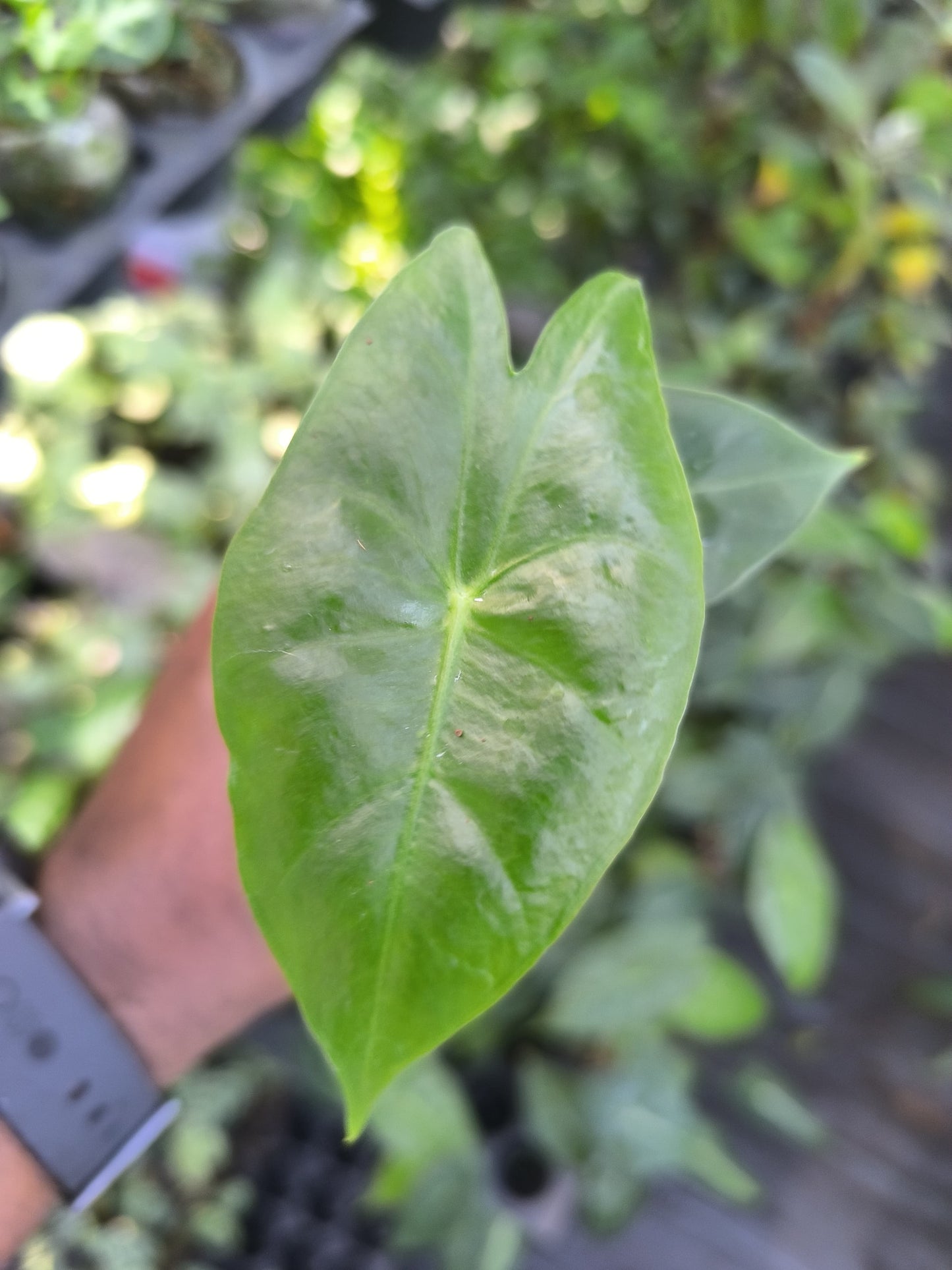 Alocasia 8-in-1 Combo Juvenile Plants Set