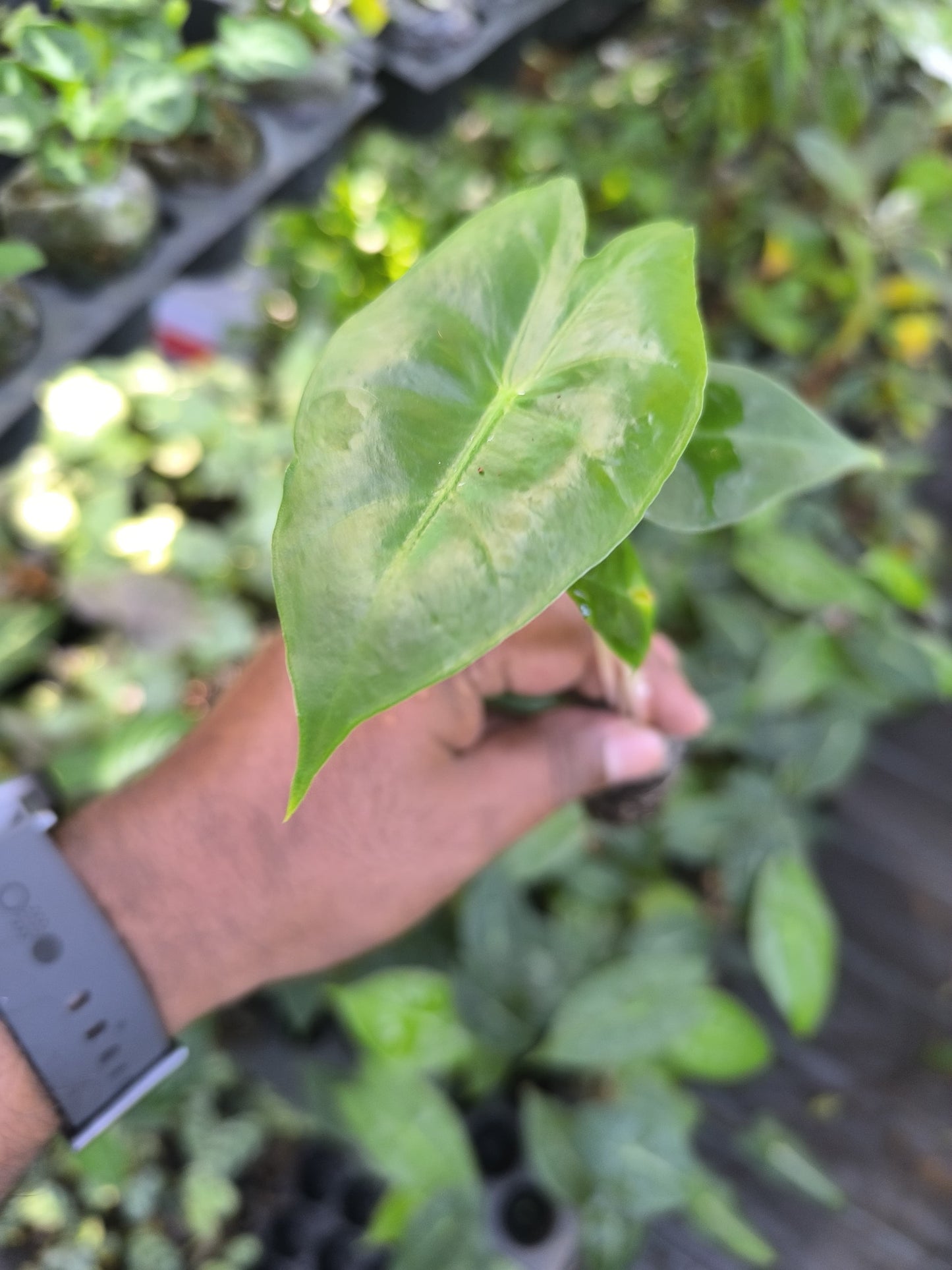 Alocasia 8-in-1 Combo Juvenile Plants Set