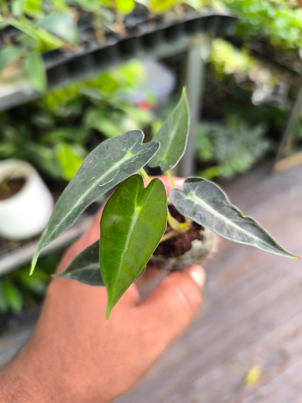 Alocasia 8-in-1 Combo Juvenile Plants Set