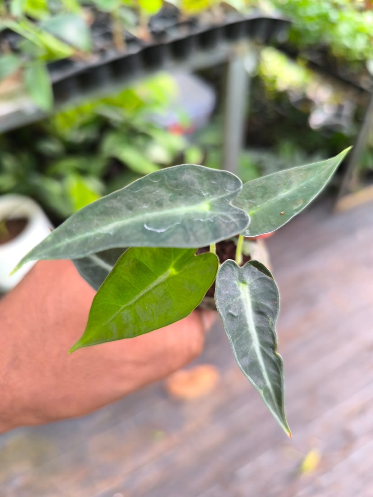 Alocasia 8-in-1 Combo Juvenile Plants Set