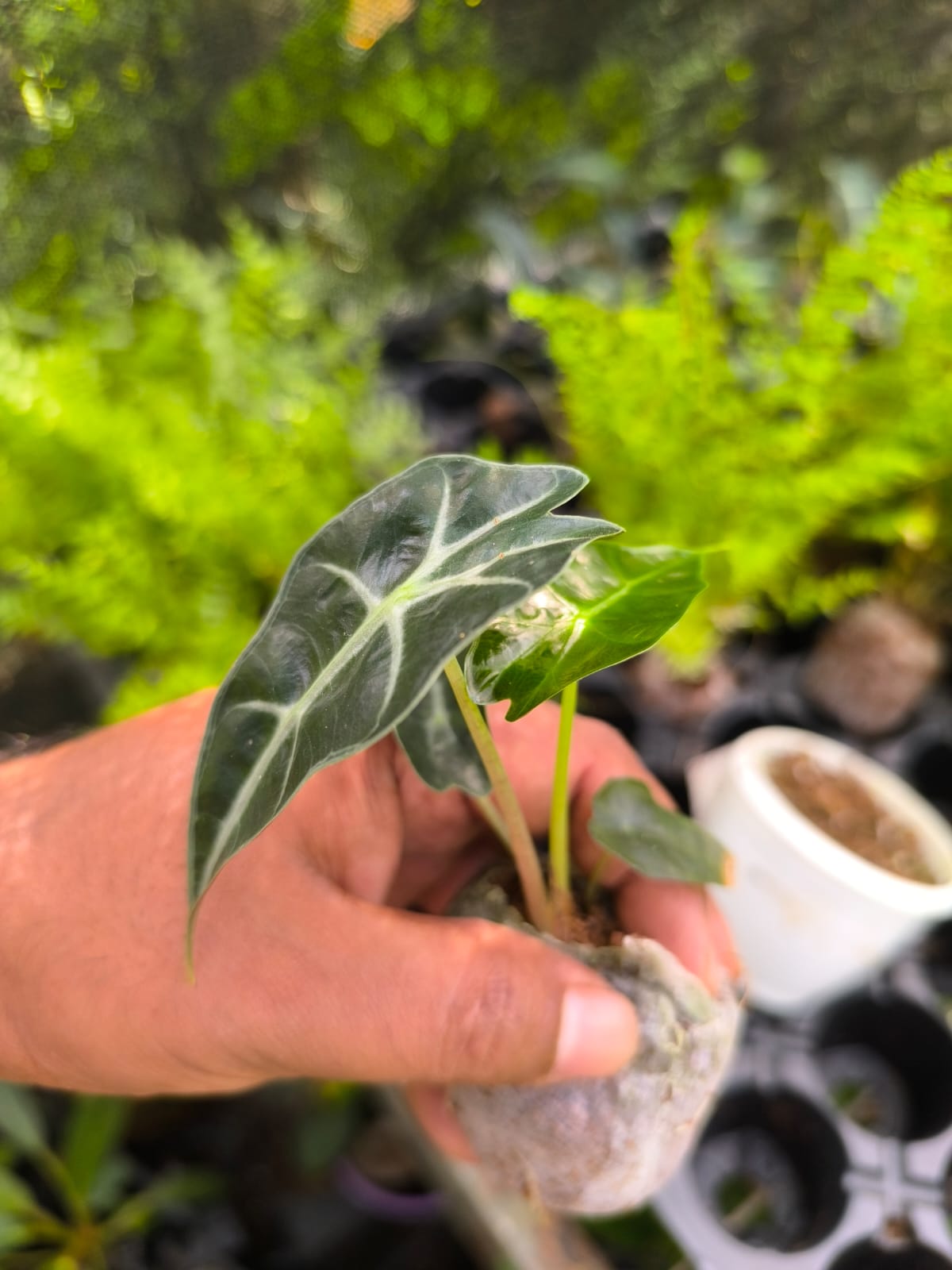 Alocasia 8-in-1 Combo Juvenile Plants Set