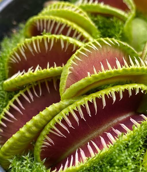 Venus Fly Trap - Dionaea Muscipula
