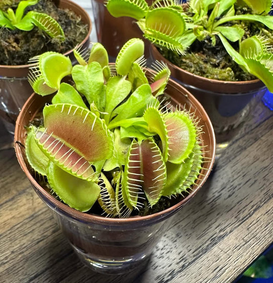 Venus Fly Trap - Dionaea Muscipula