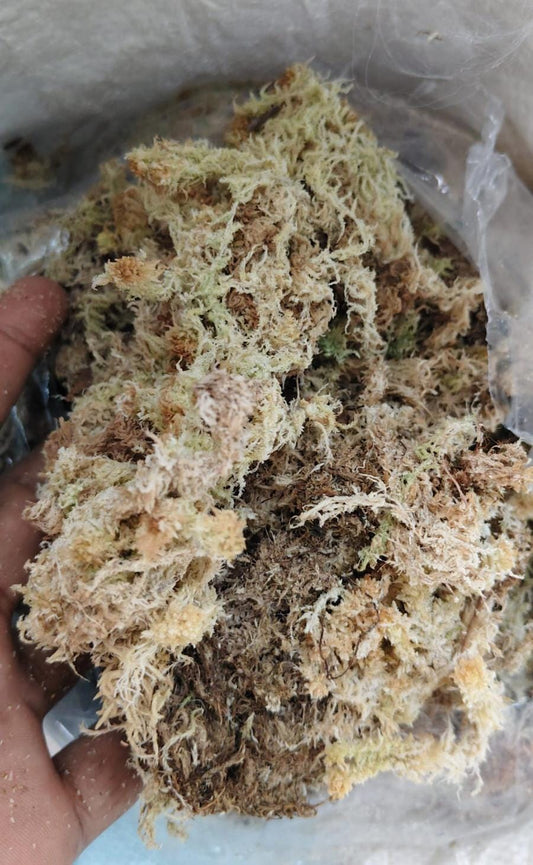 Sphagnum Dry Moss 100g - 1 kg | The Dirt Bag by Growcerys