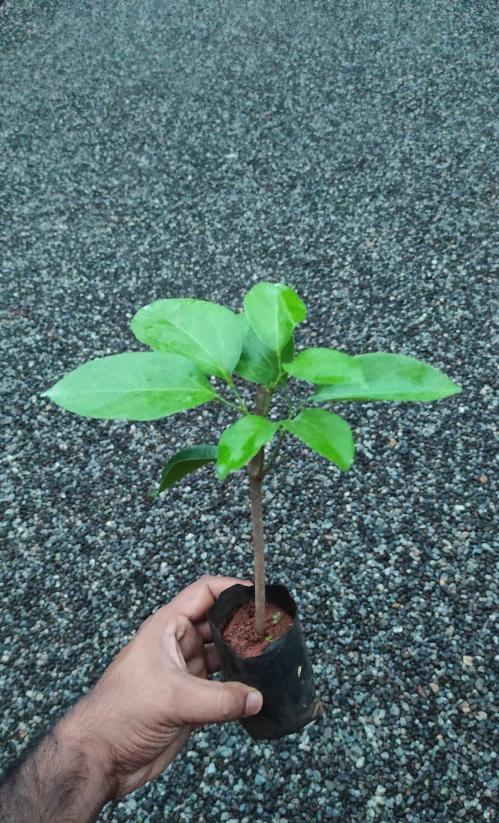 Garlic Vine / Mansoa Alliacea