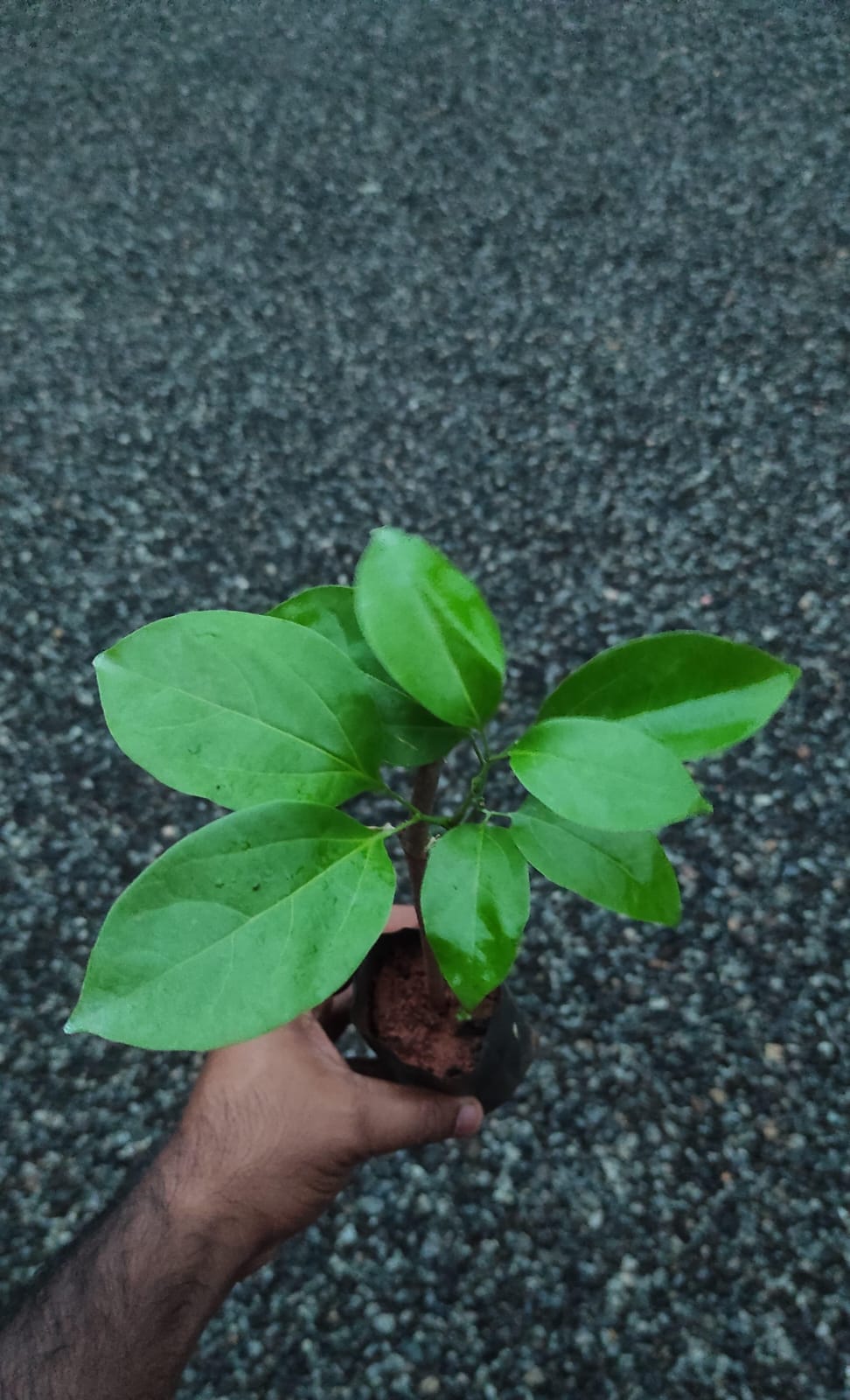 Garlic Vine / Mansoa Alliacea