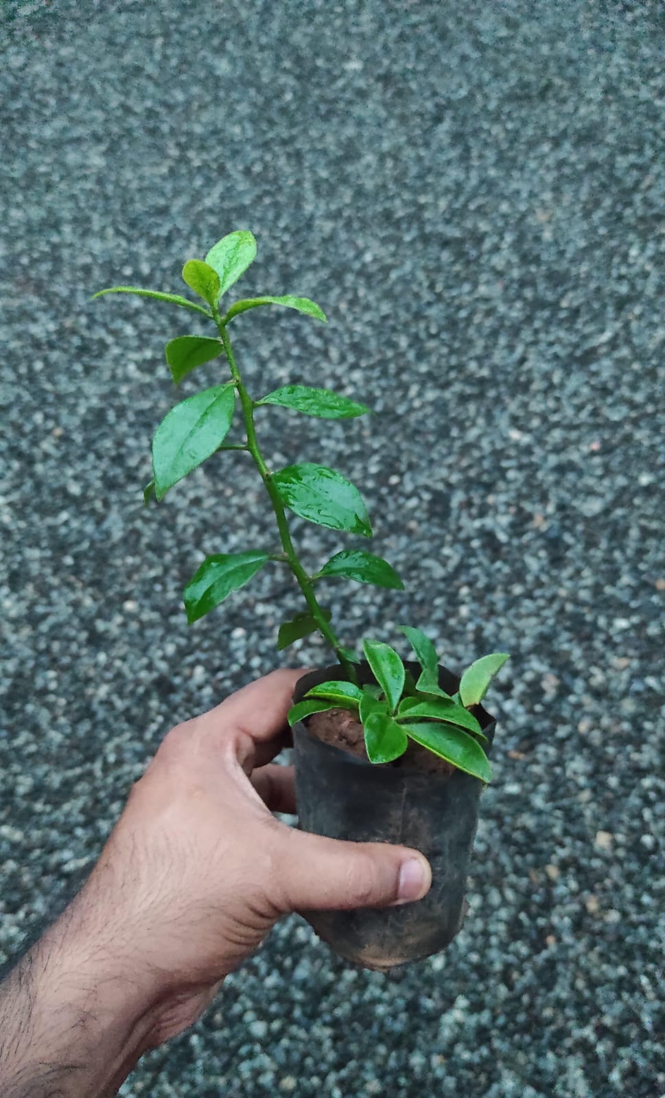 Lemon Vine / Pereskia Aculeata