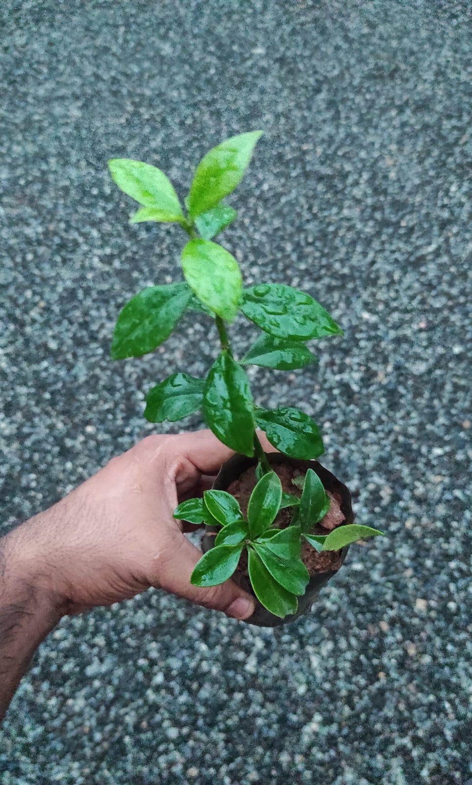 Lemon Vine / Pereskia Aculeata