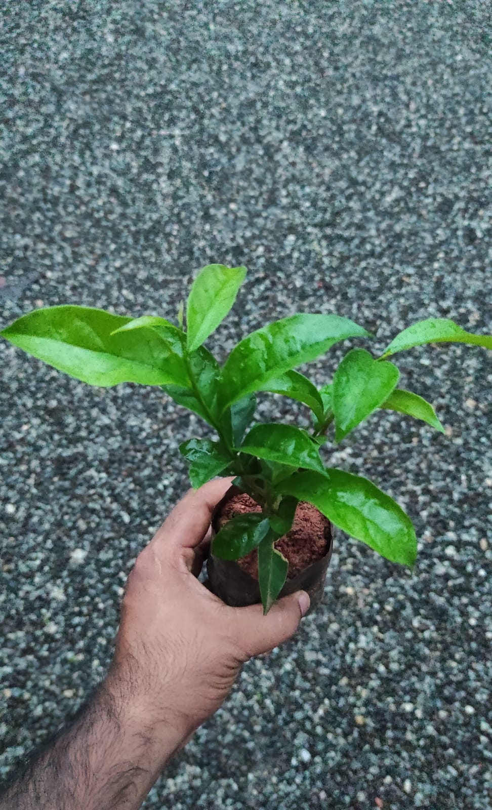 Yesterday-Today-Tommorow / Brunfelsia Pauciflora ( Hybrid)