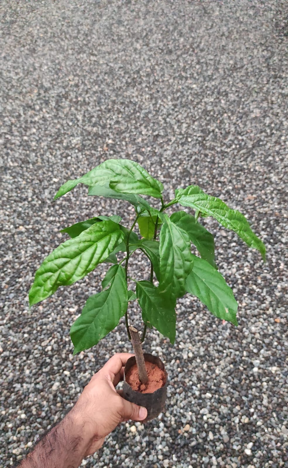 Clerodendrum Wallichii White