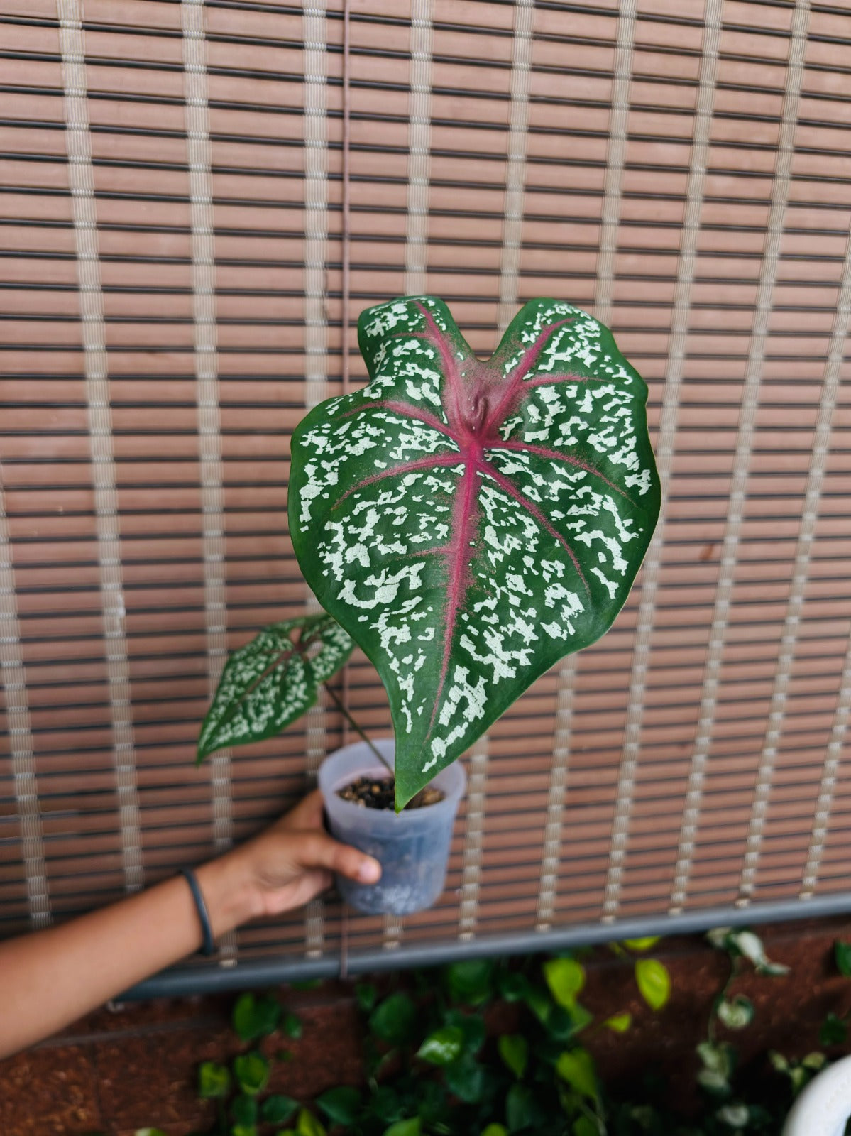 Caladium Bicolor Red Flash Bulb