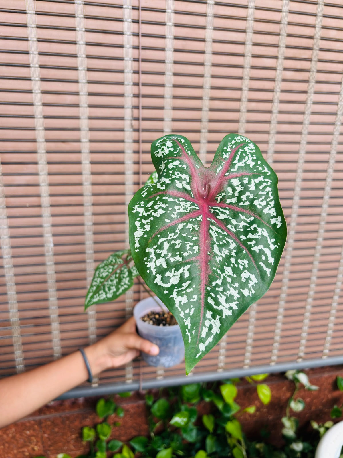 Caladium Bicolor Red Flash Bulb