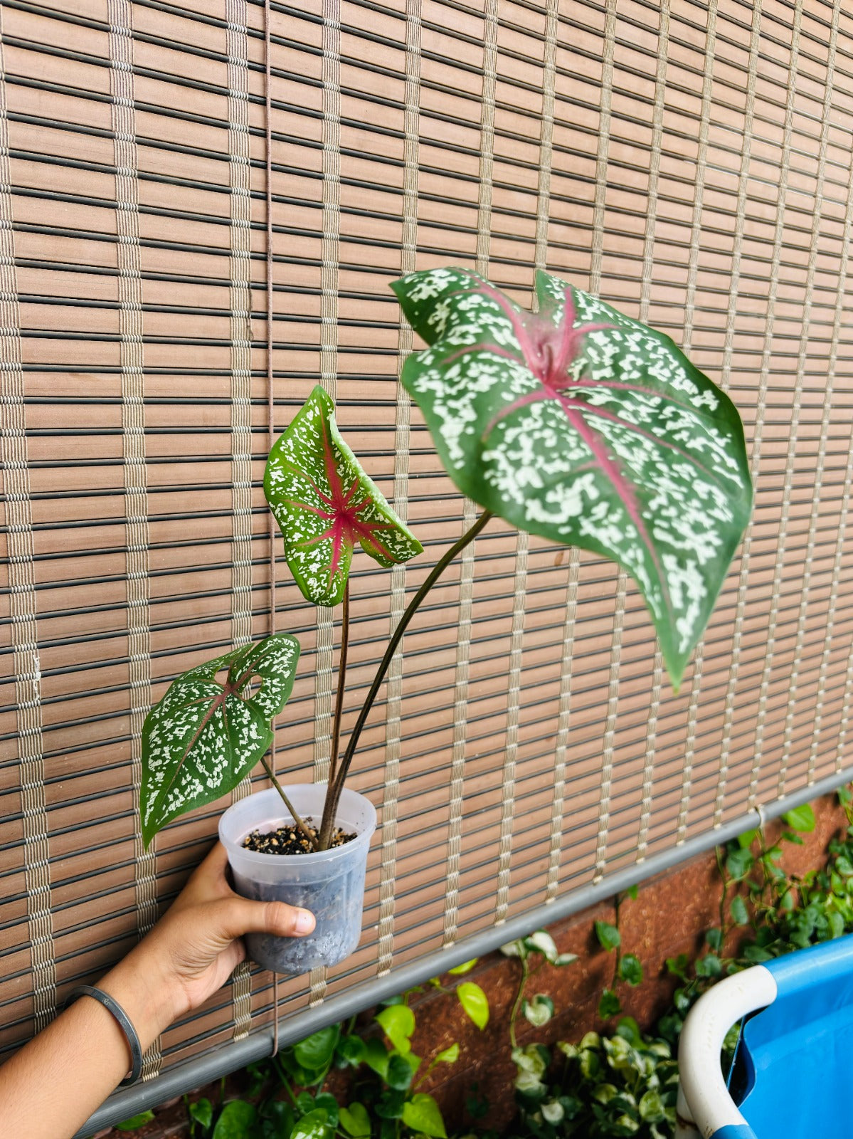 Caladium Bicolor Red Flash Bulb