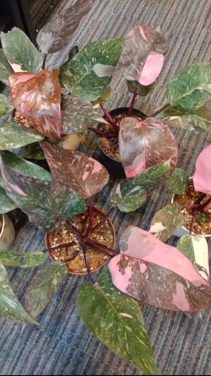 Philodendron Pink Princess 'Galaxy Marble'