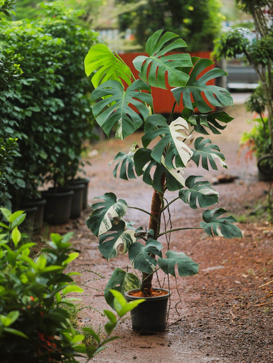 Monstera Albo Half Moon Variegated 4 ft XL plant