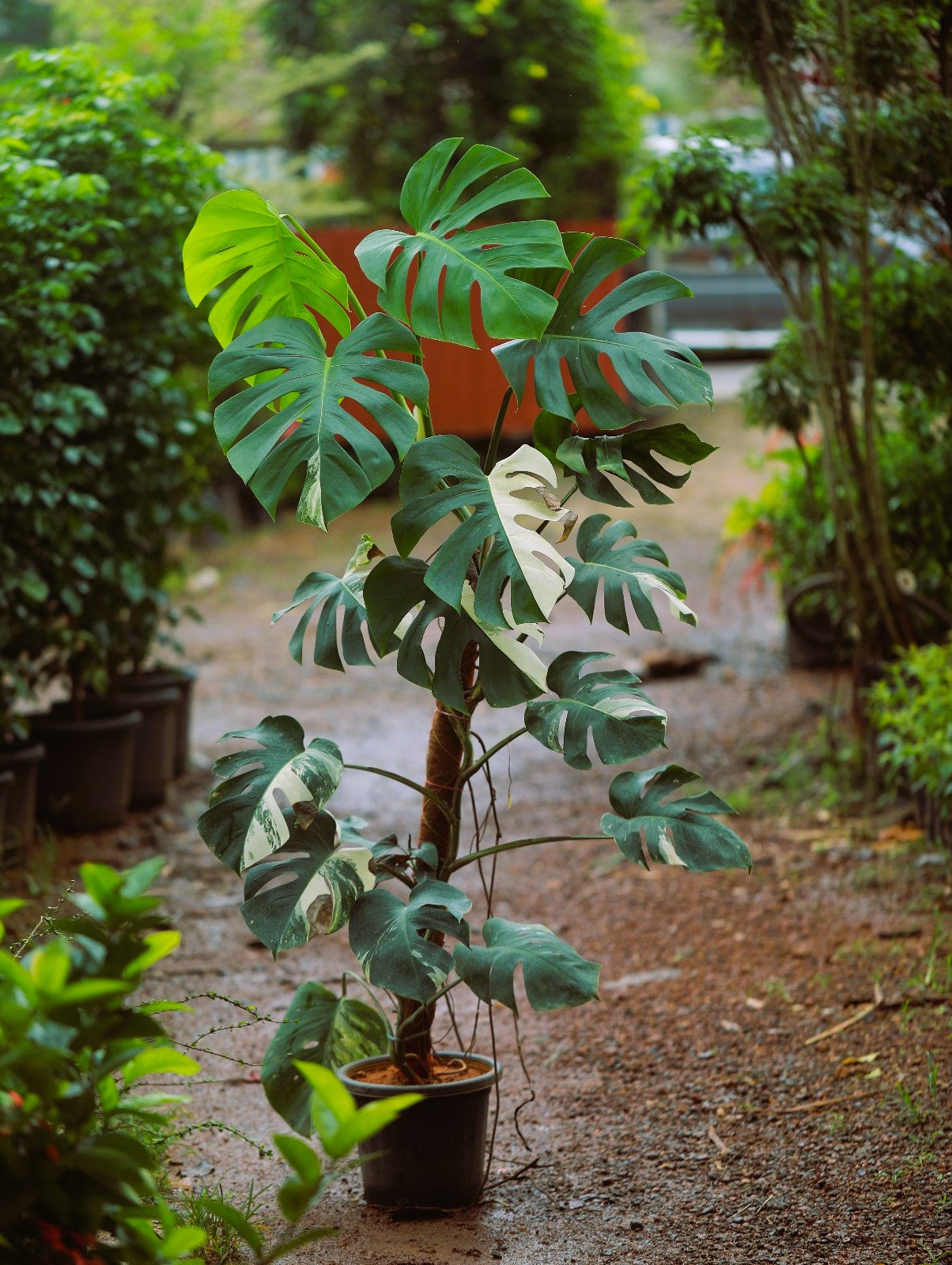 Monstera Albo Half Moon Variegated 4 ft XL plant