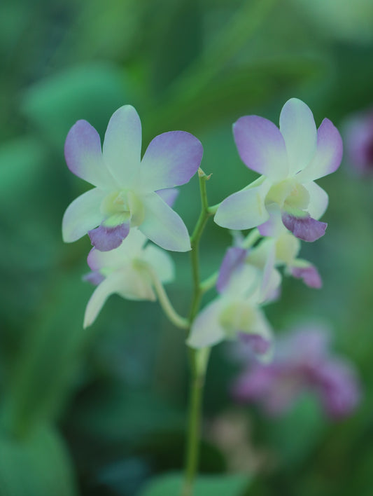 Dendrobium Arredang Light Blue