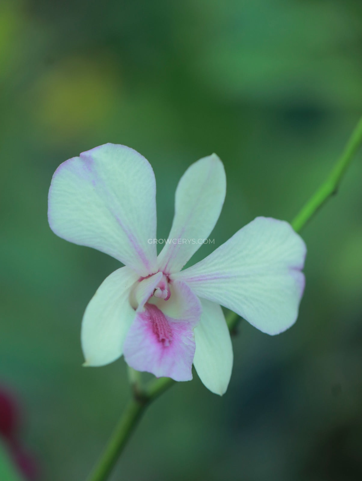 Dendrobium Popey