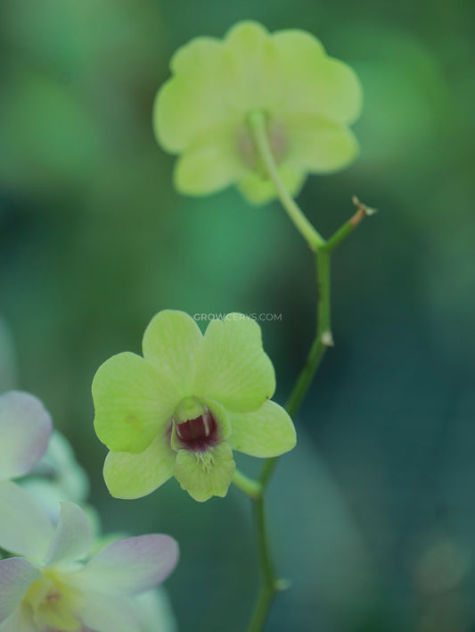 Dendrobium Jade Junior