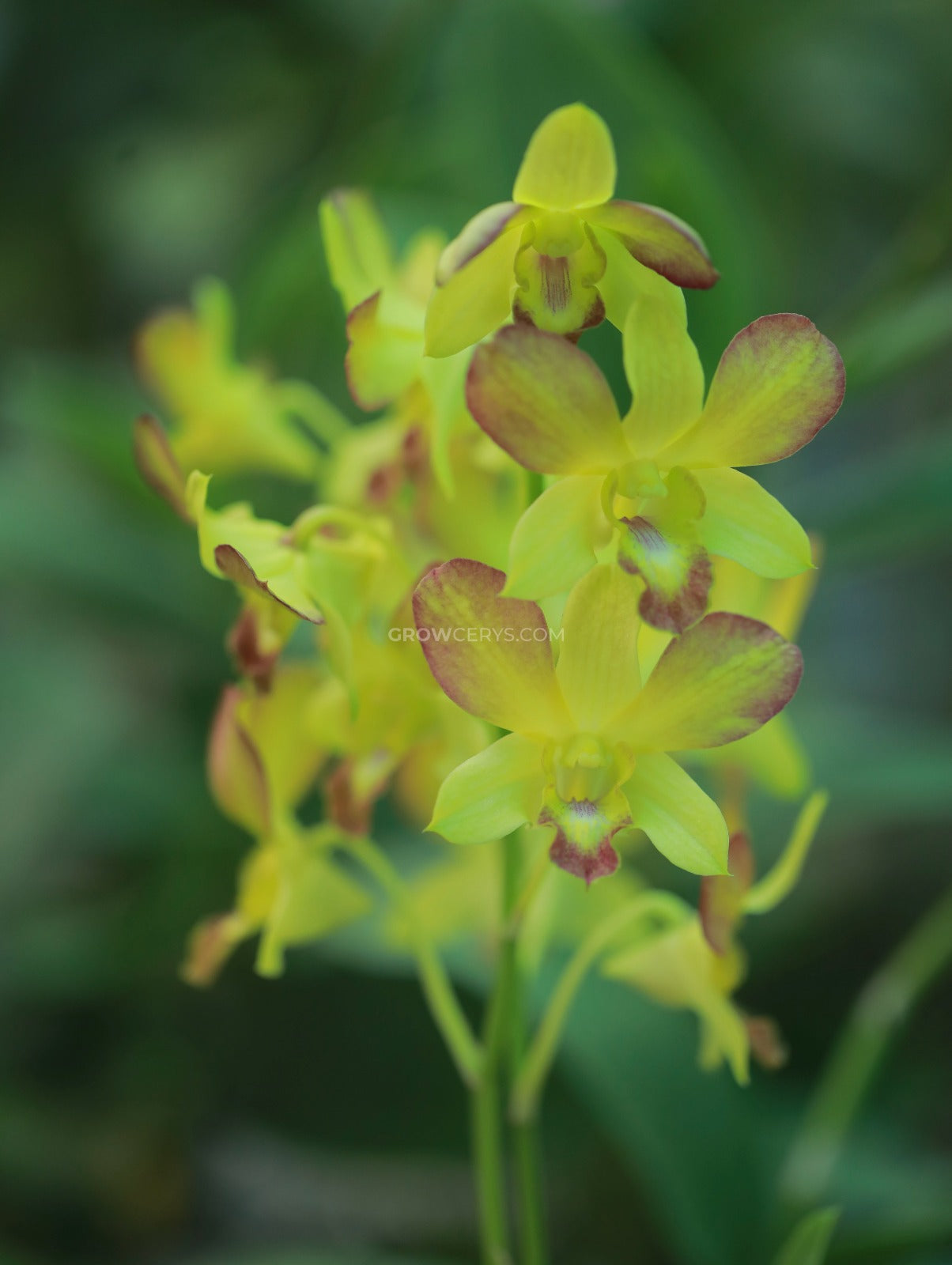 Dendrobium Gift By God