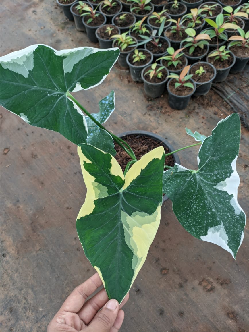 Alocasia Mickey Mouse