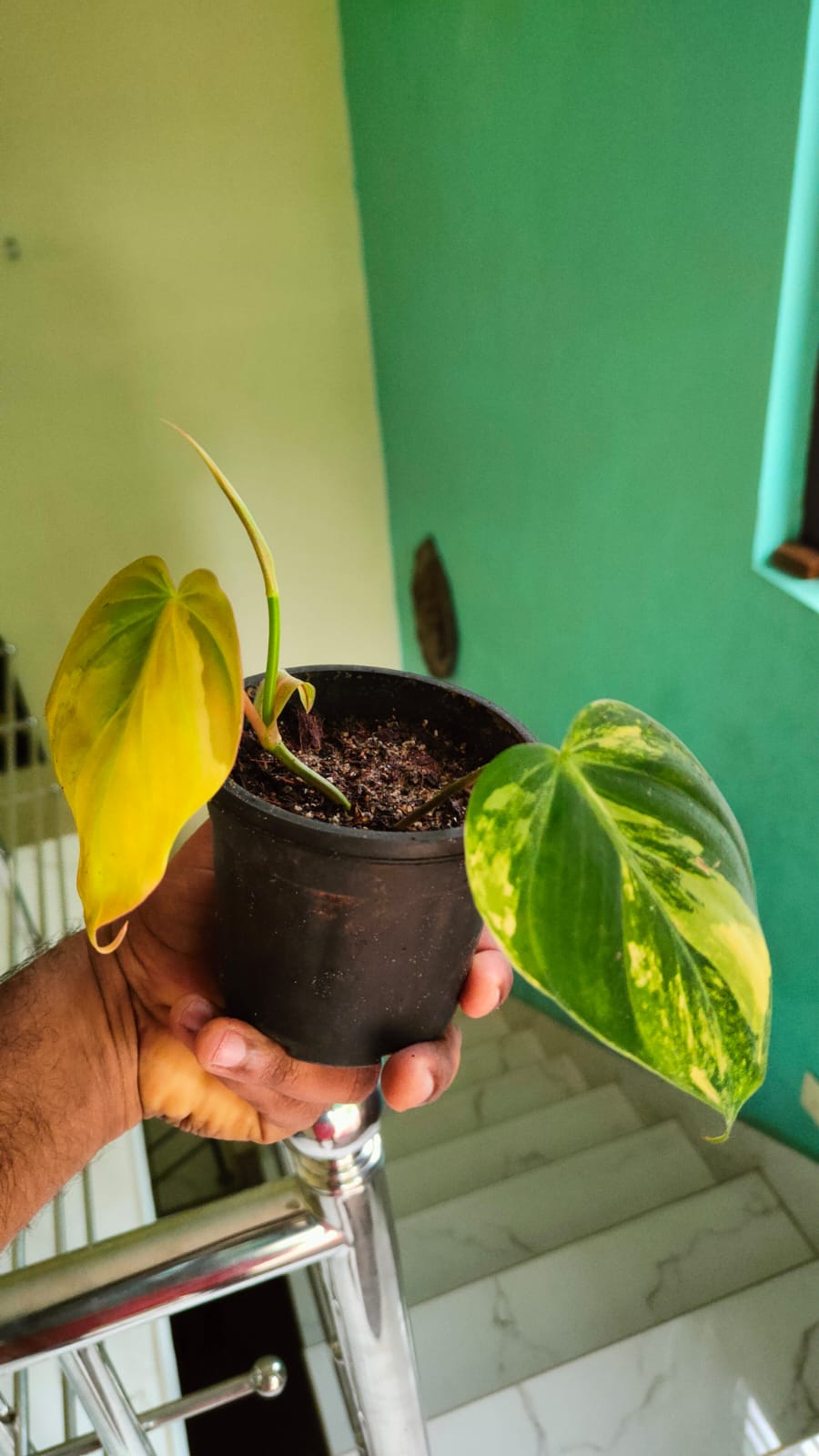 Philodendron Micans Aurea